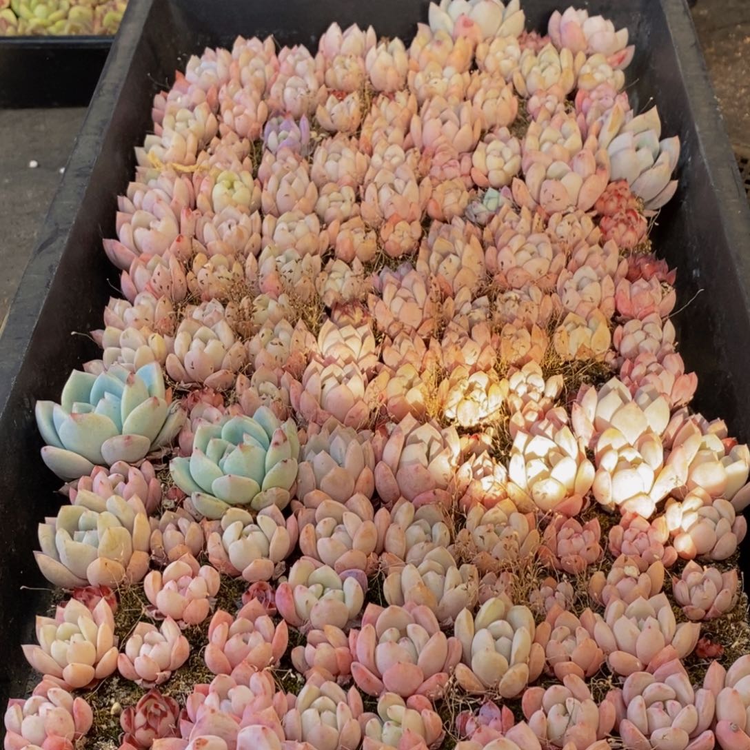 166多肉植物保护研究所所长助理