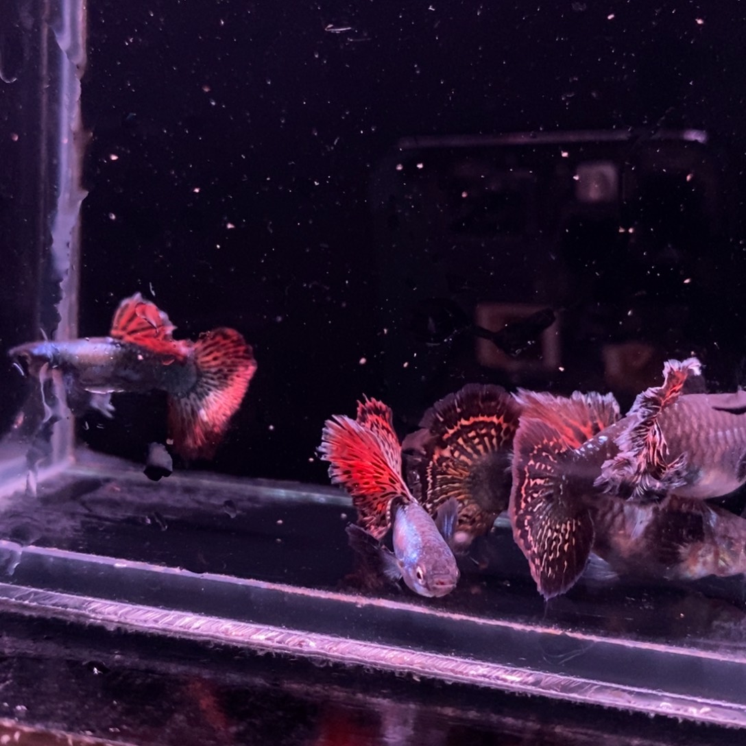 幻***阁孔雀鱼菊花帆红龙两对