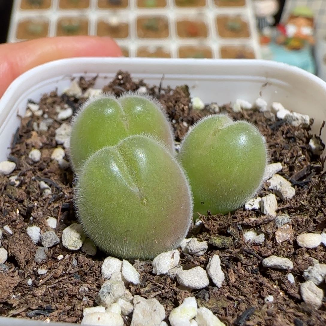 肉锥多肉植物组合-长毛翠滴159