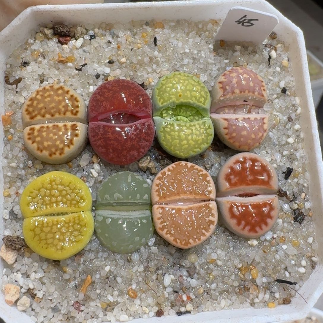 0125:07生石花彩套