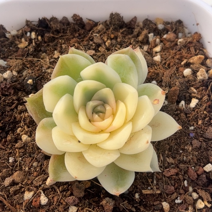 紫薯锦一颗价格发货