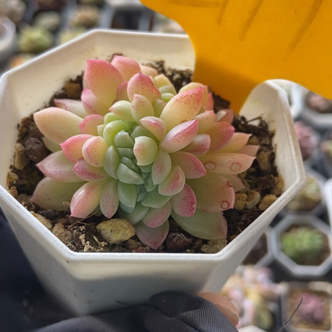 2117奶油美人缀多肉植物