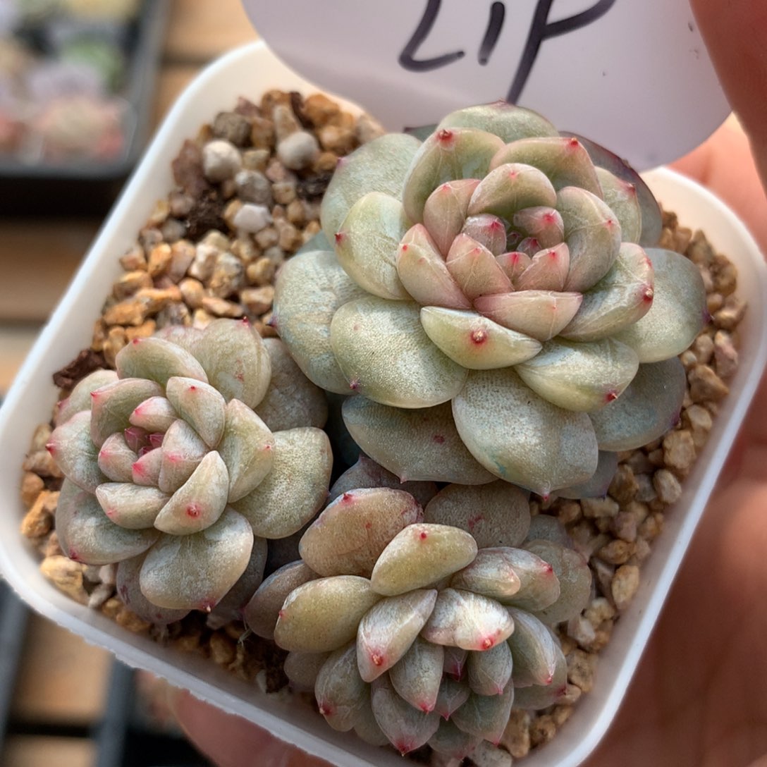 幸运星珍妮3头群219