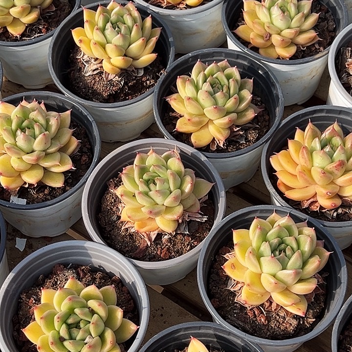 单头       春春珍妮