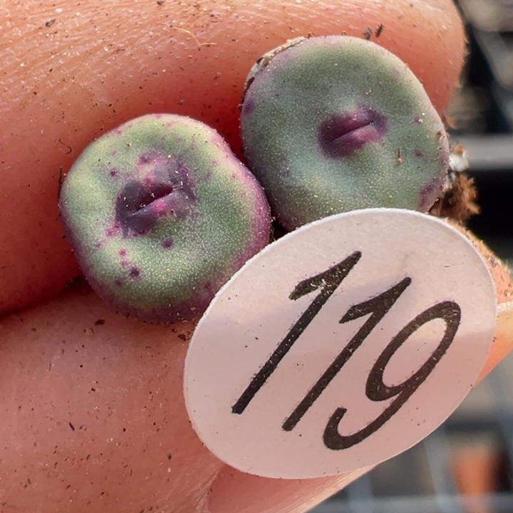 119号这颗多肉有点好看