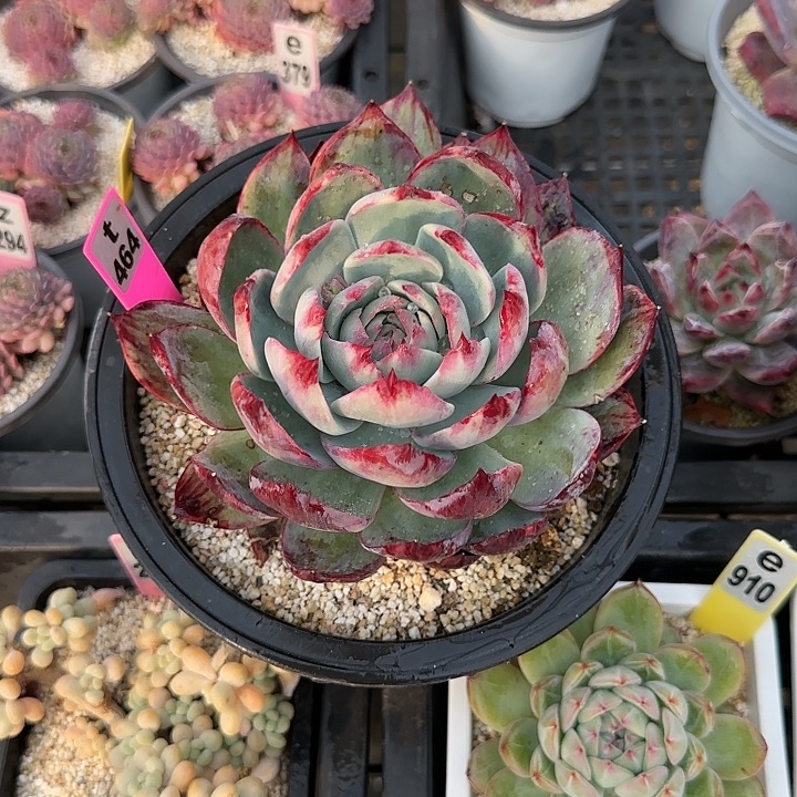 茶***迦t464 惊鸿仙子多肉植物13-14cm