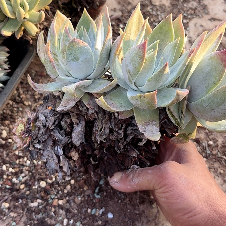 仙女杯瑕疵不售后