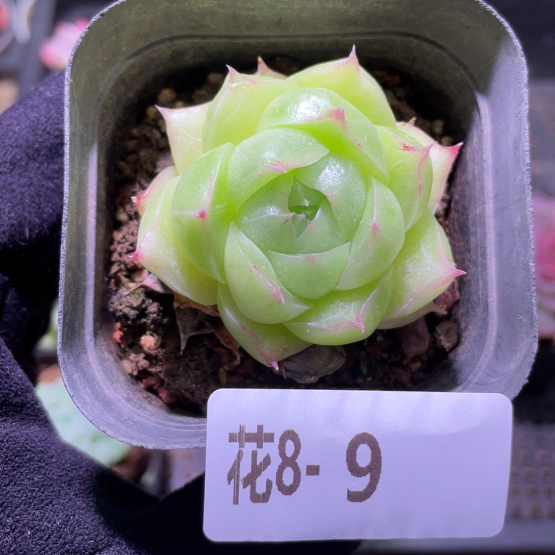 花利美8-9麦秆单头