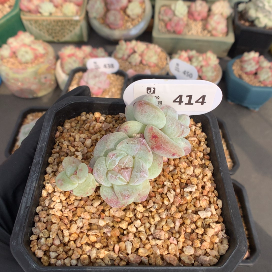 w***芳414 冰玉石化多肉