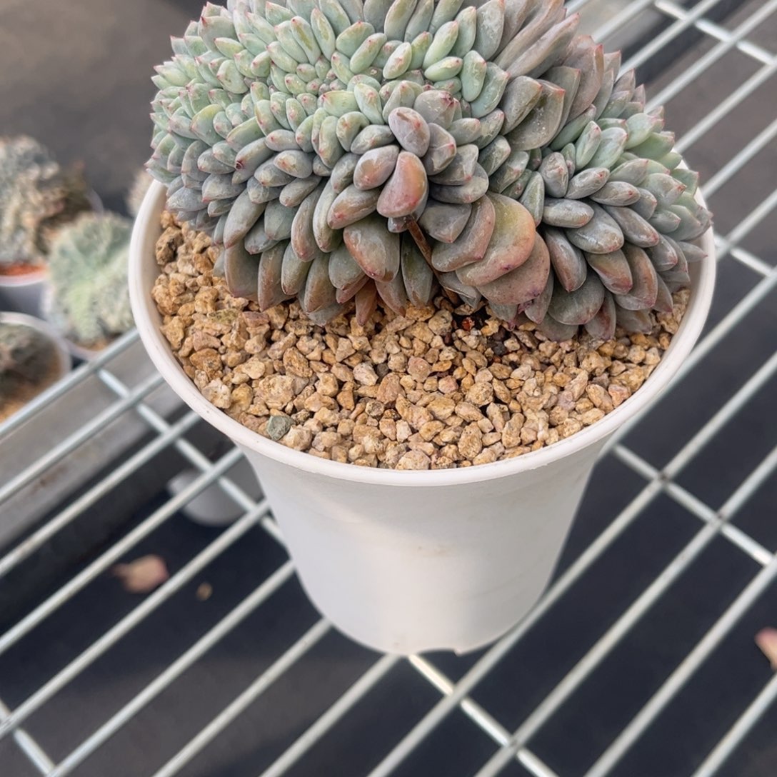 花***卷星颖缀化一物一拍