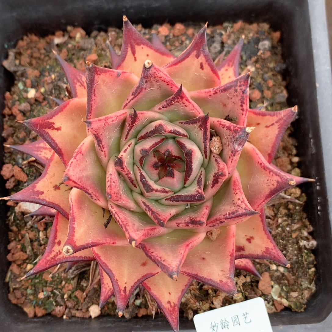 6069杂交多肉植物基地