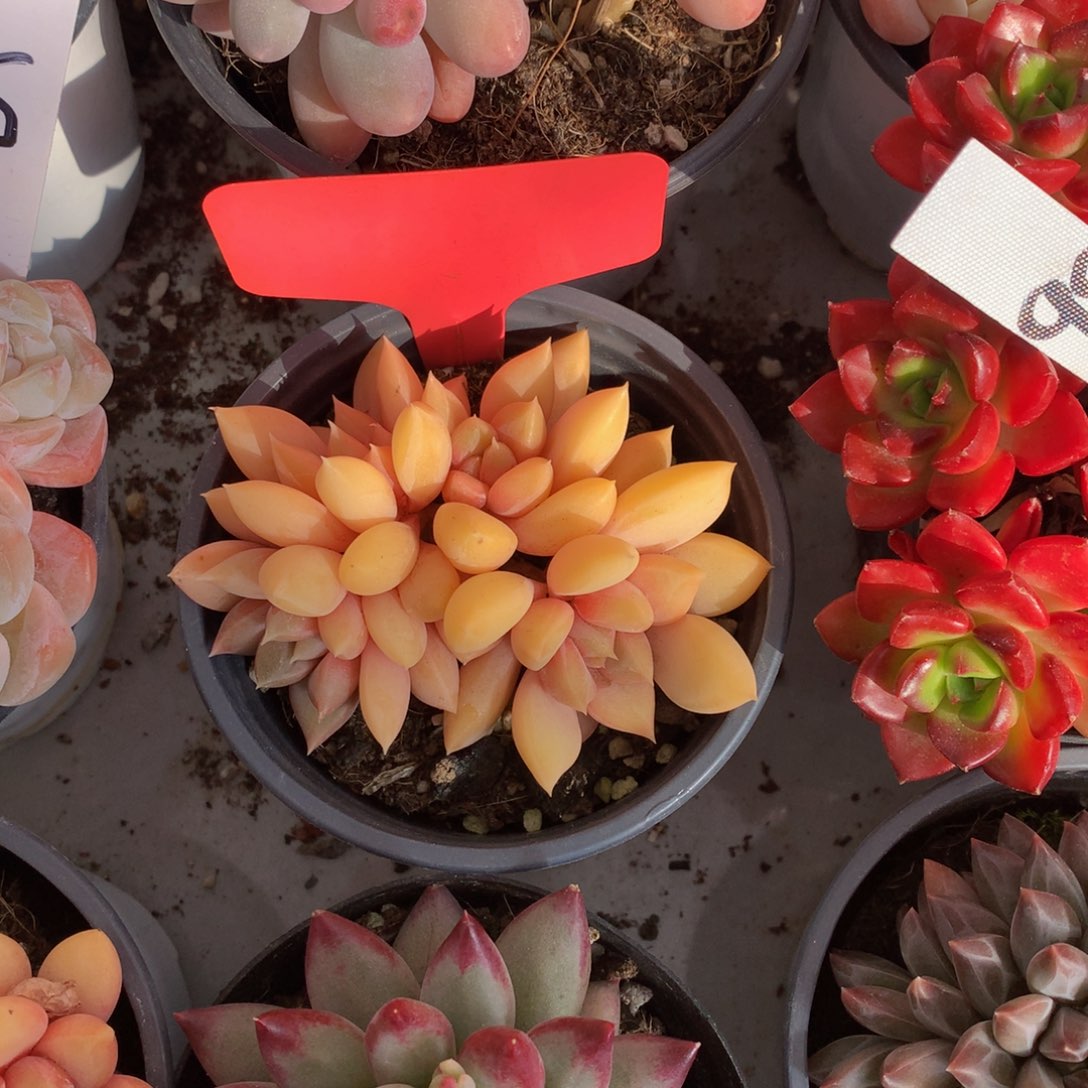 红象牙6262626262626