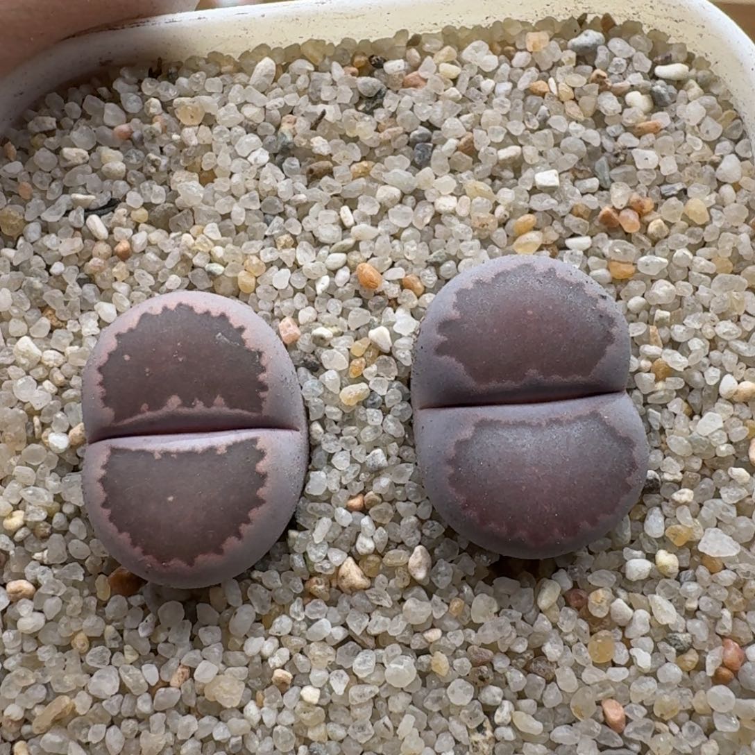 1212-031紫饼干紫饼干