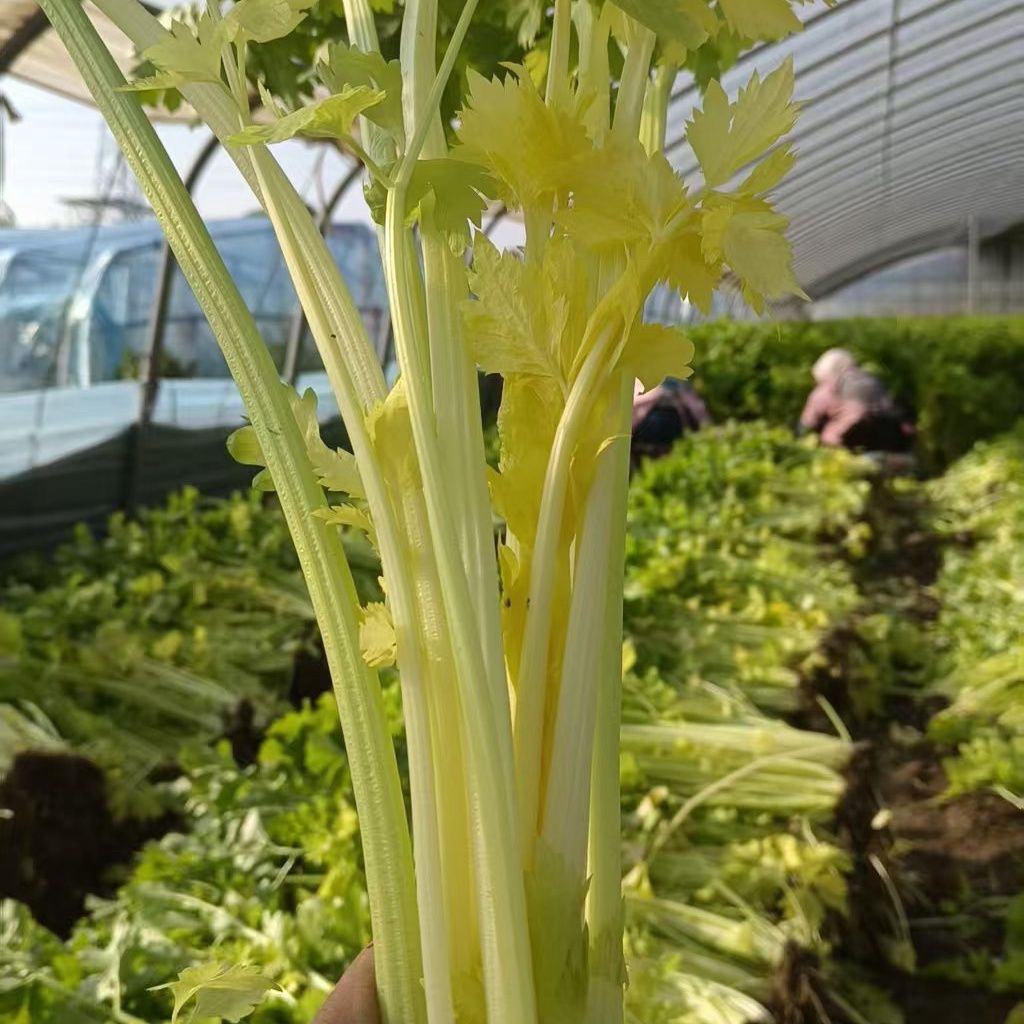 平度马家沟芹菜空心新鲜时令绿色山东特产蔬菜马家沟芹菜