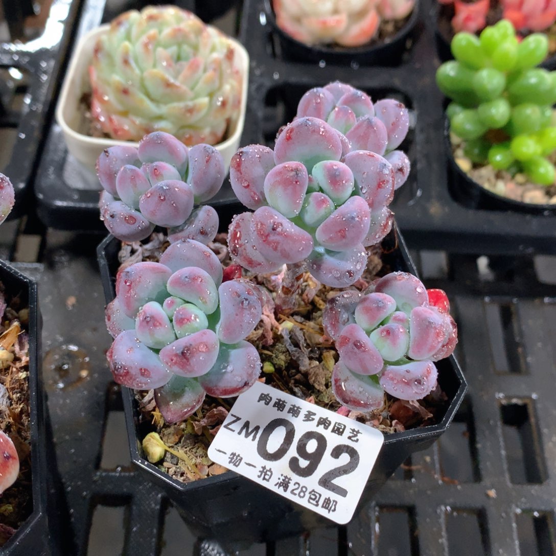 肉萌萌拇指盆精控多肉ZM092