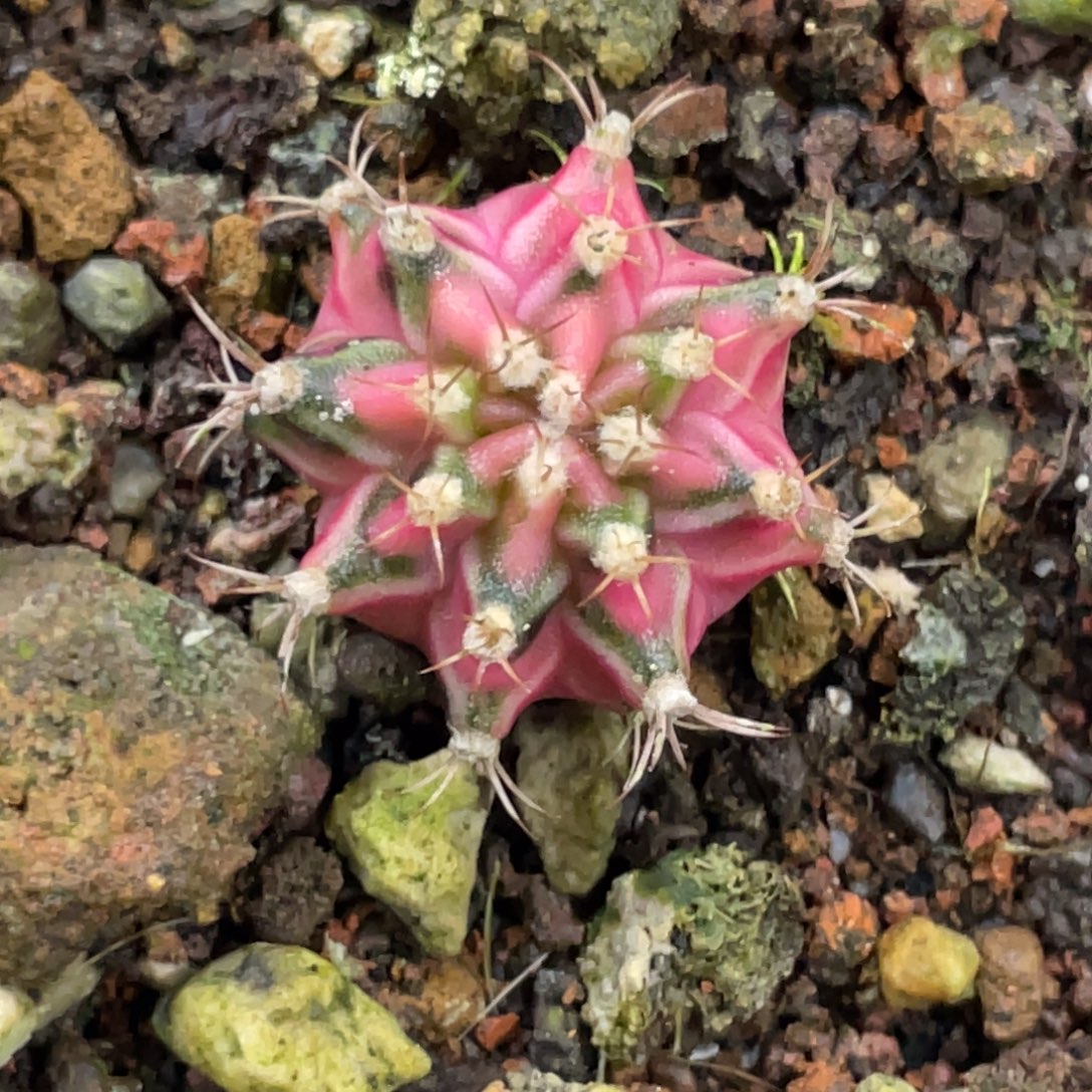 当前无花朵，栽培后可花朵粉臀虎斑绿V背