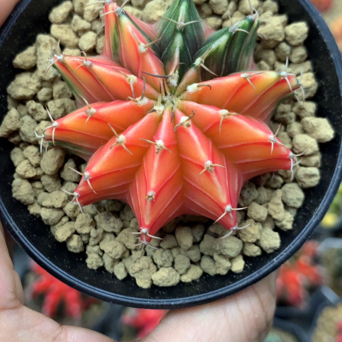 仙人球米哈肋骨锦