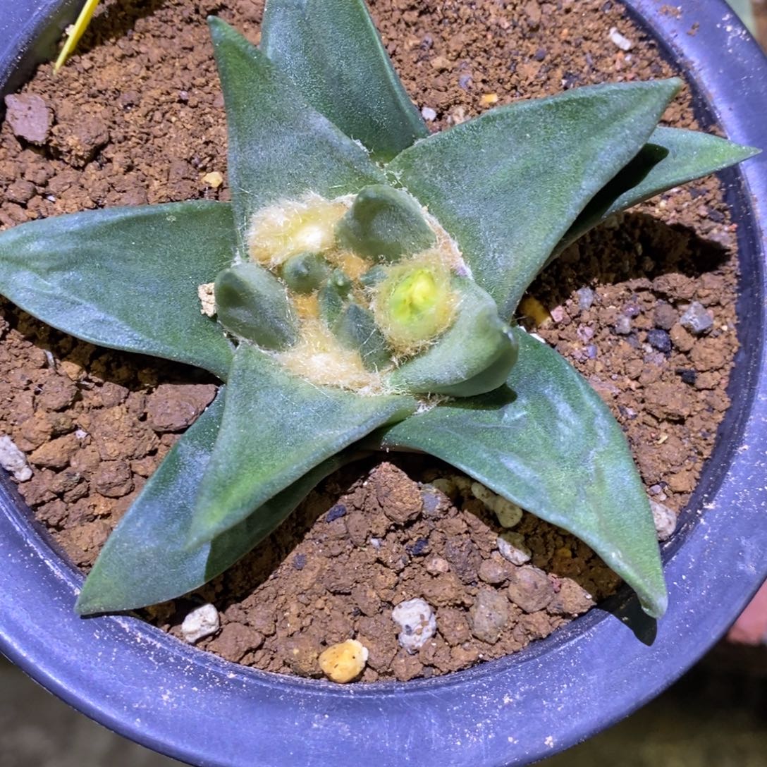 实生龙牙8.9cm福利牡丹