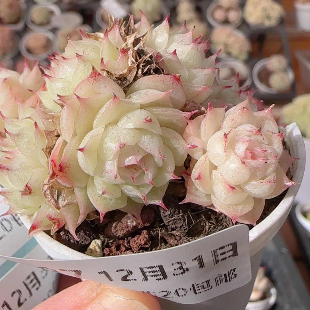 花语多肉1231-197魔仙堡子散