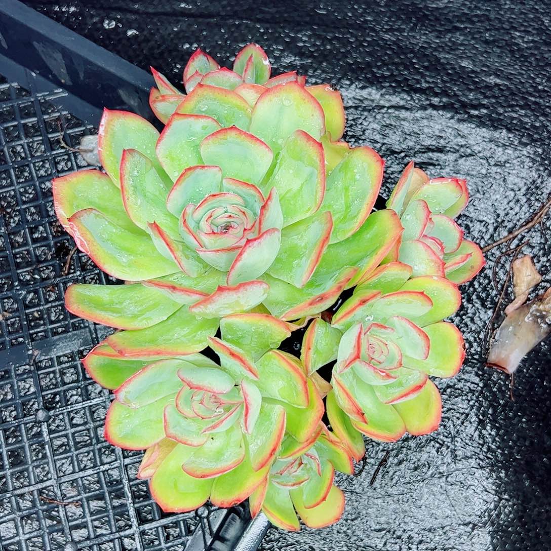 晨露群生，一物一拍