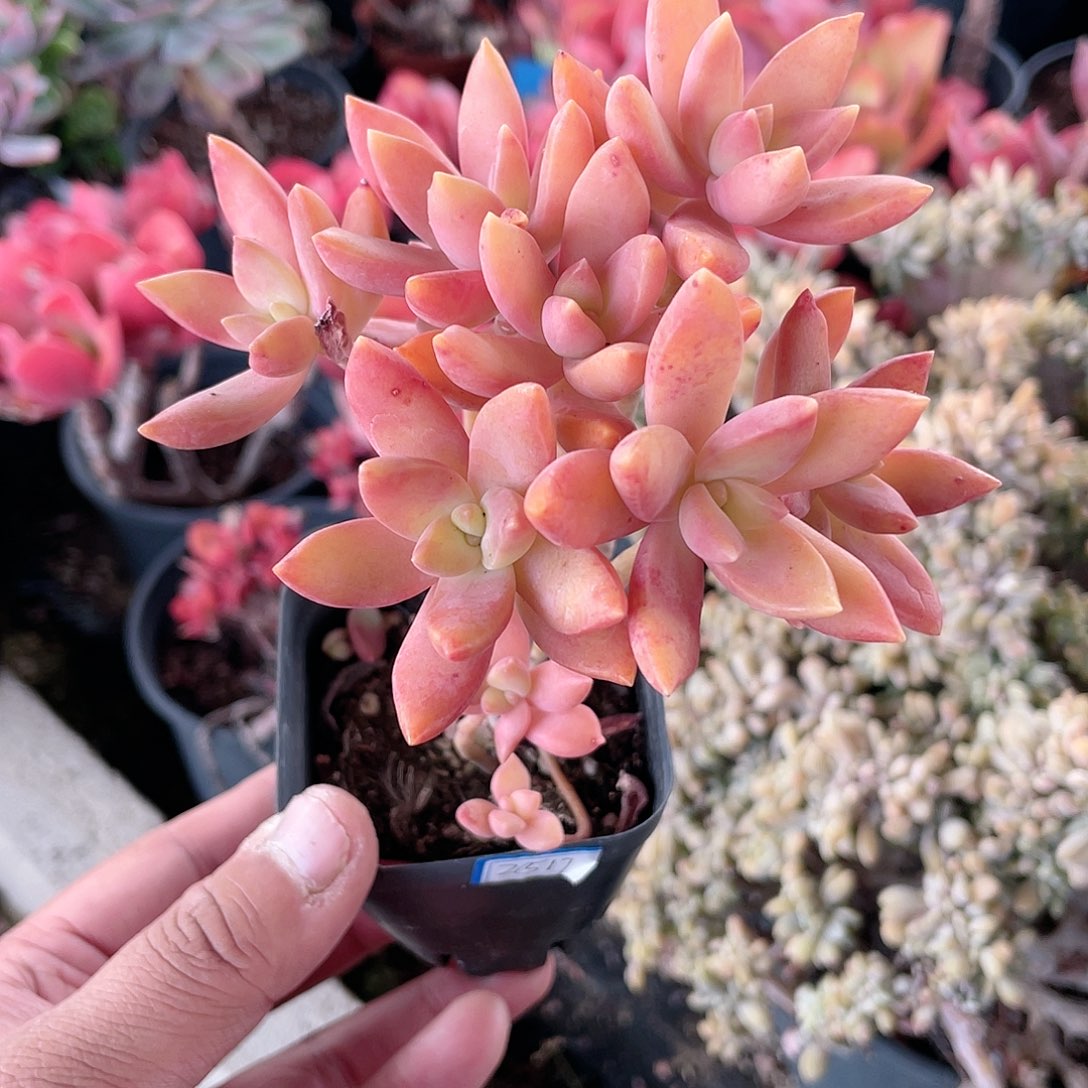 2712 小布丁  六月六