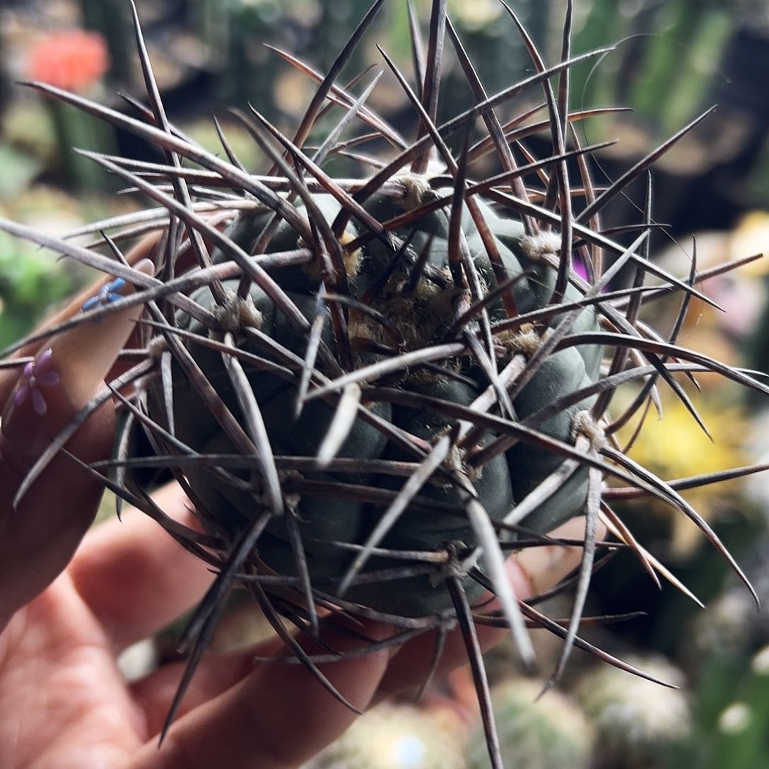 超刺天平仙人球1111111111