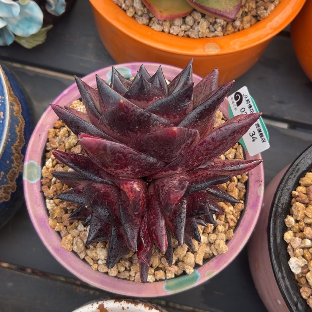 多肉一物一拍0214-34