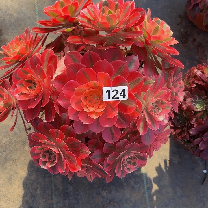 124粉女巫多肉法师