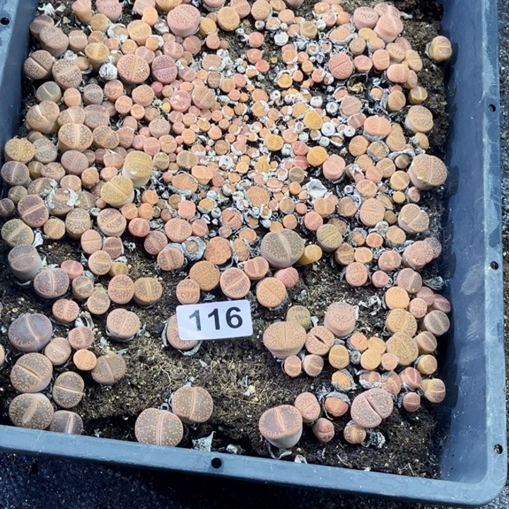 116 生石花一物一图初8发货