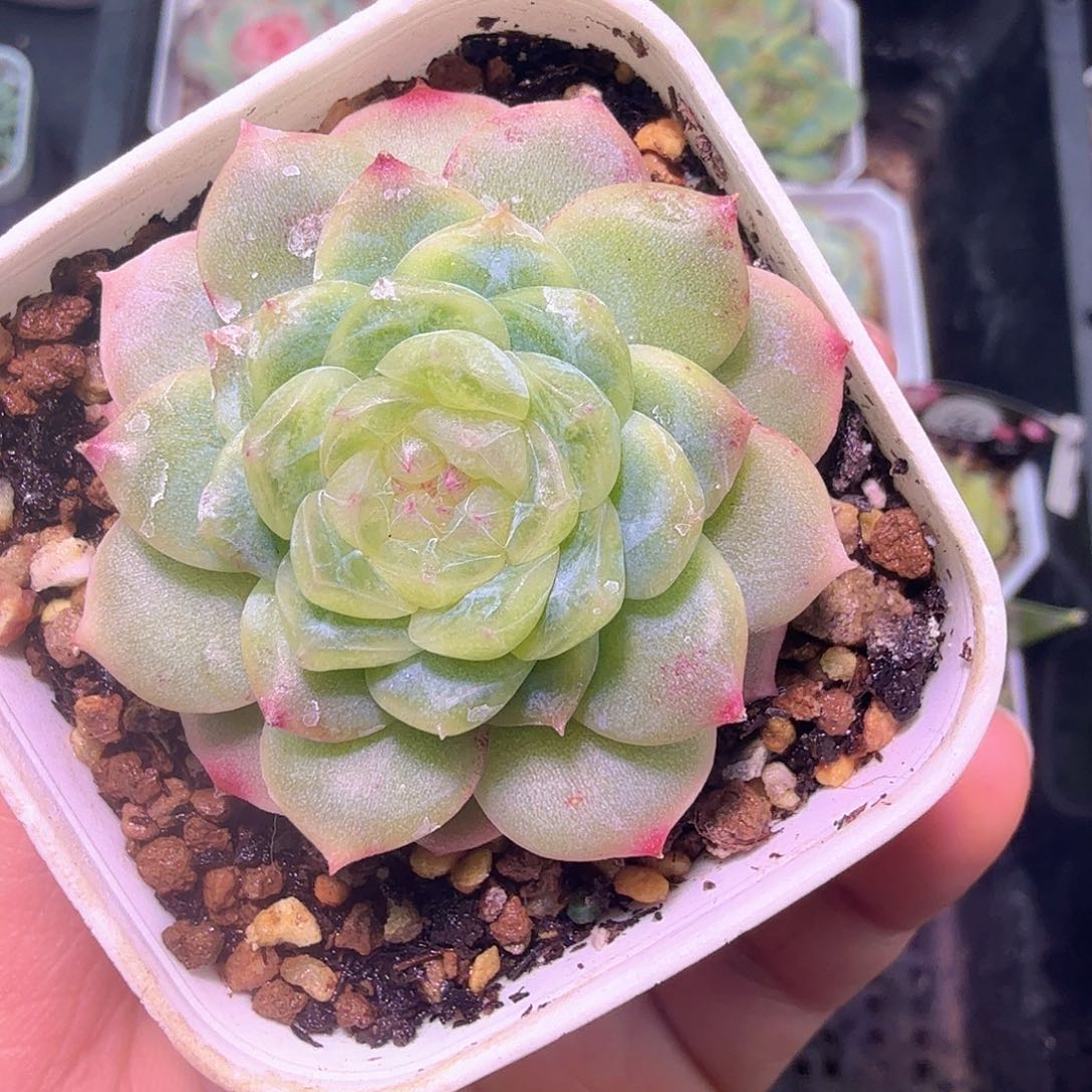 请***苏任姐姐白冰多肉福利