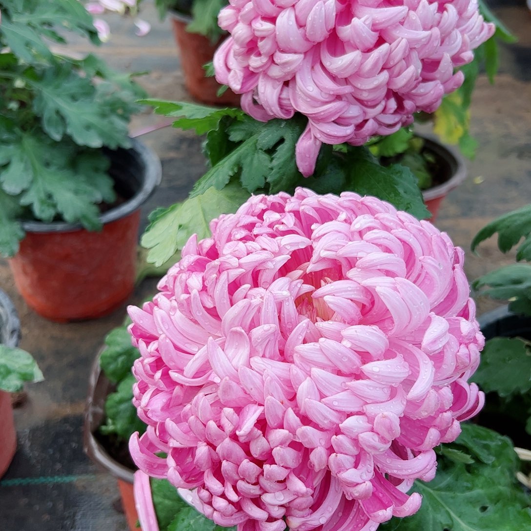 完全开放粉色大头花根种苗不受后