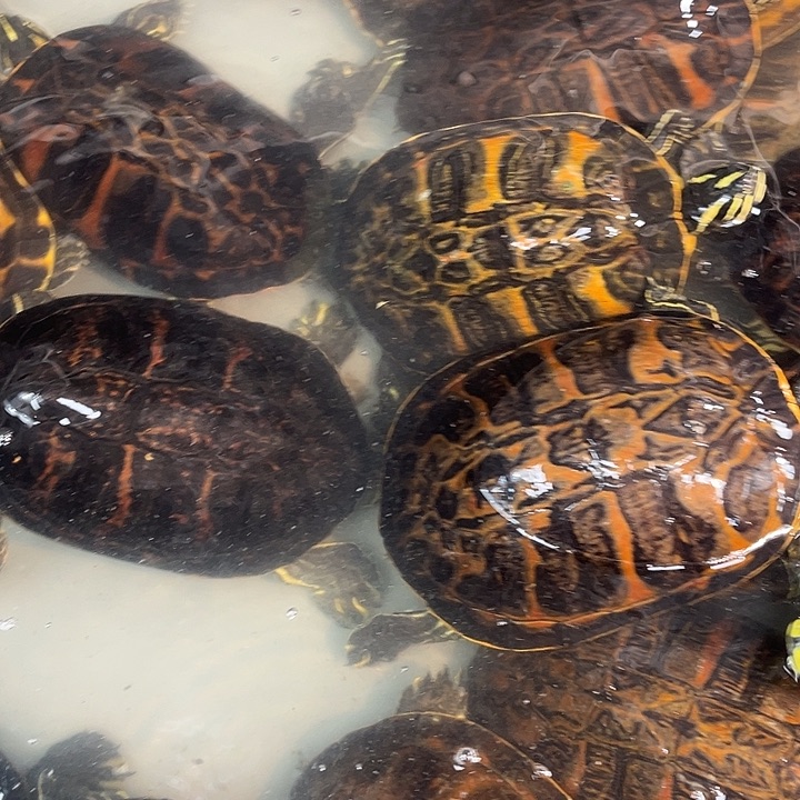 绿毛龟母冷水外塘火焰龟一拍一物专属链接