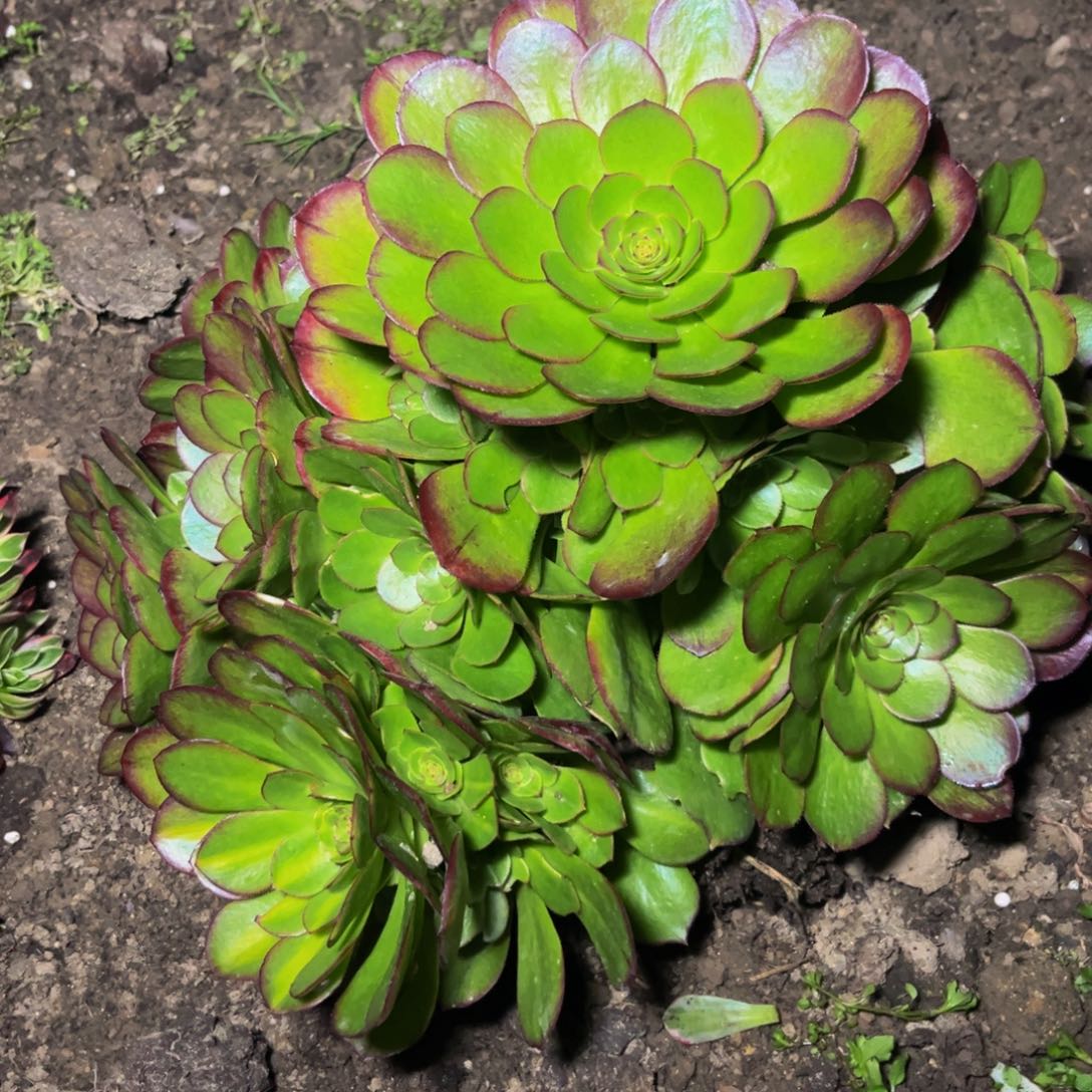 326多肉植物一物一拍
