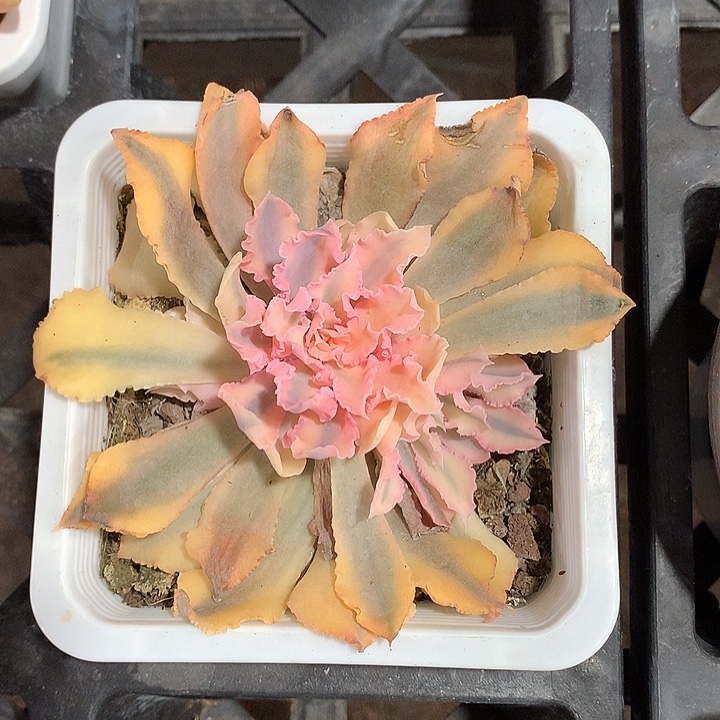 晚霞之舞底座两个复轮锦侧芽一个全锦侧芽