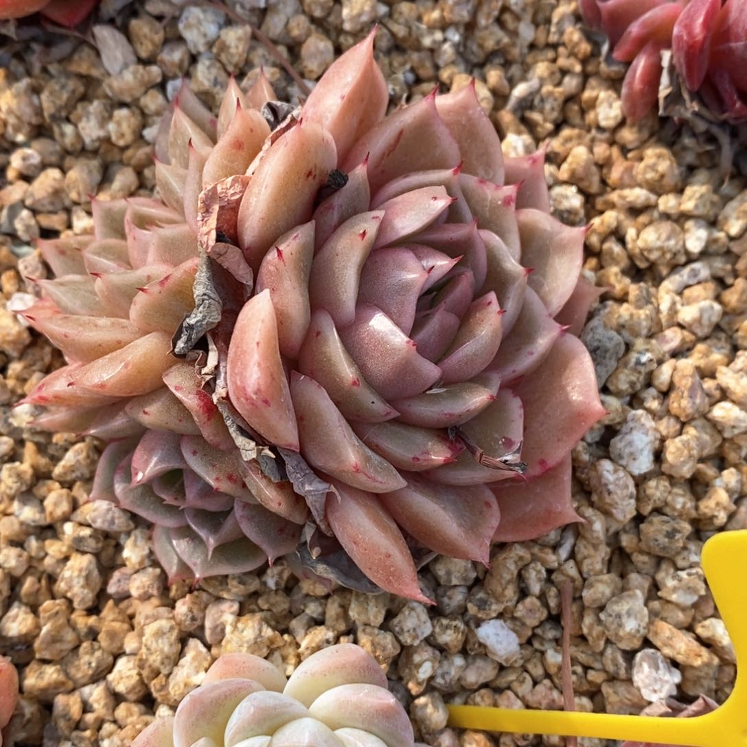 精品多肉一物一拍不包整86