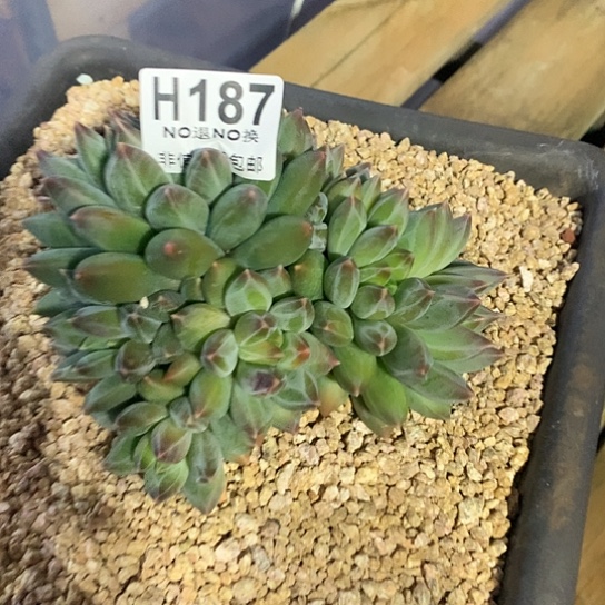 A***牛重楼大群187 亏本处理退款拉黑7-8天发货