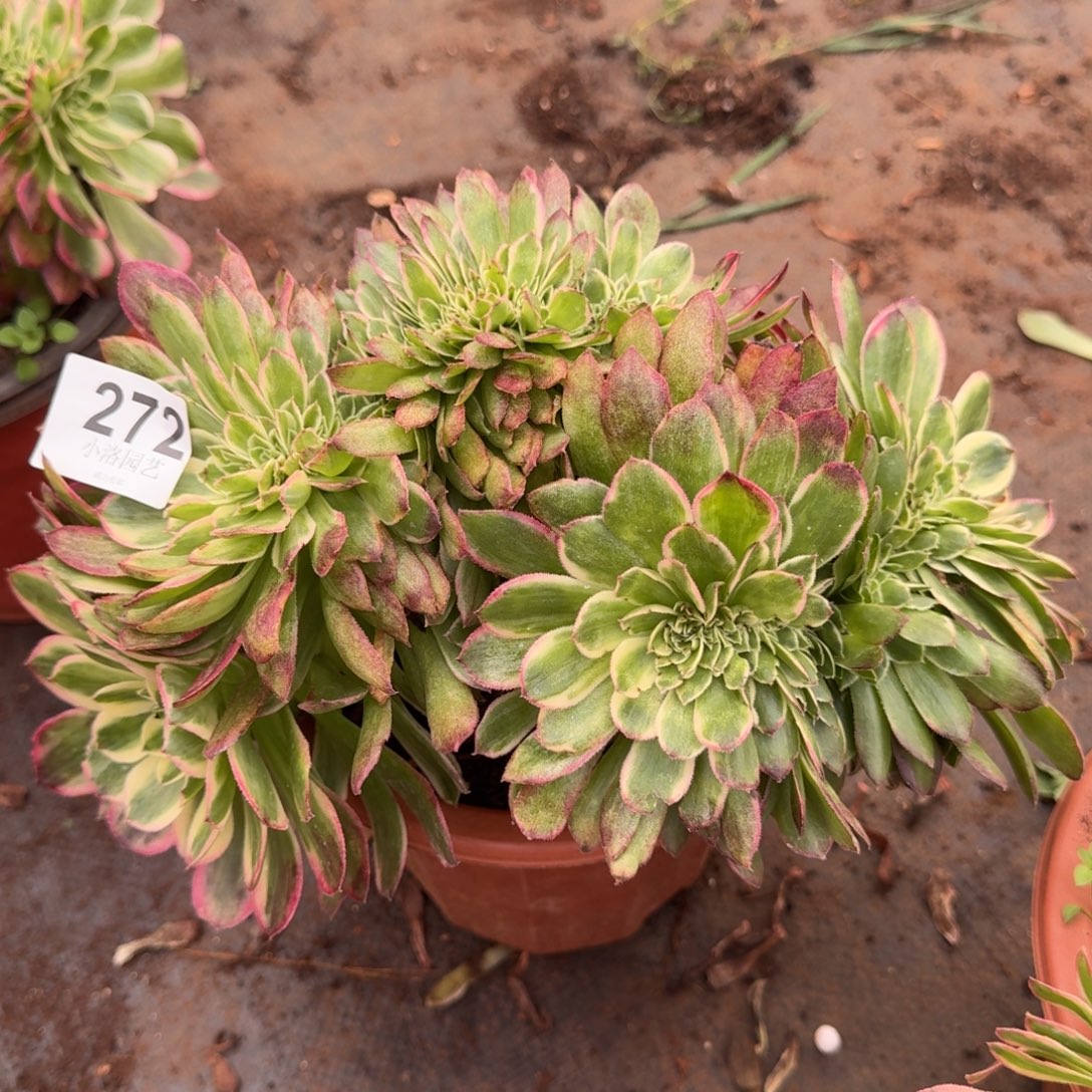 272海王缀化多肉植物满28包邮