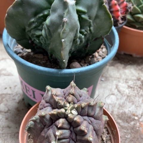 核桃龟甲牡丹锦仙人球25mi。