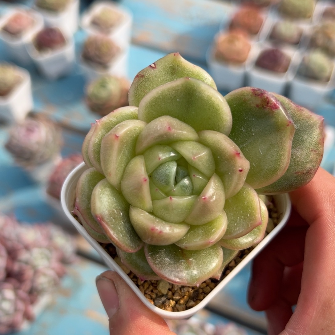 多肉植物一物一拍（17号）