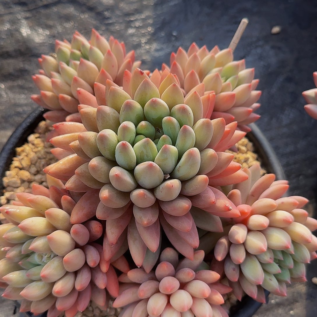 你*爸爸的大粉呃呃呃呃呃呃