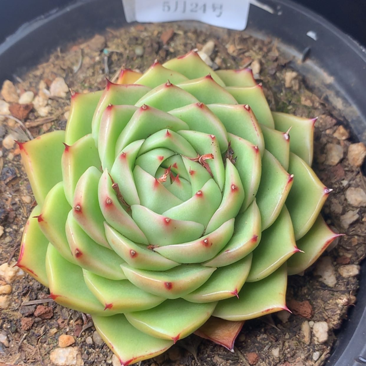 【闪购商品】云921号线