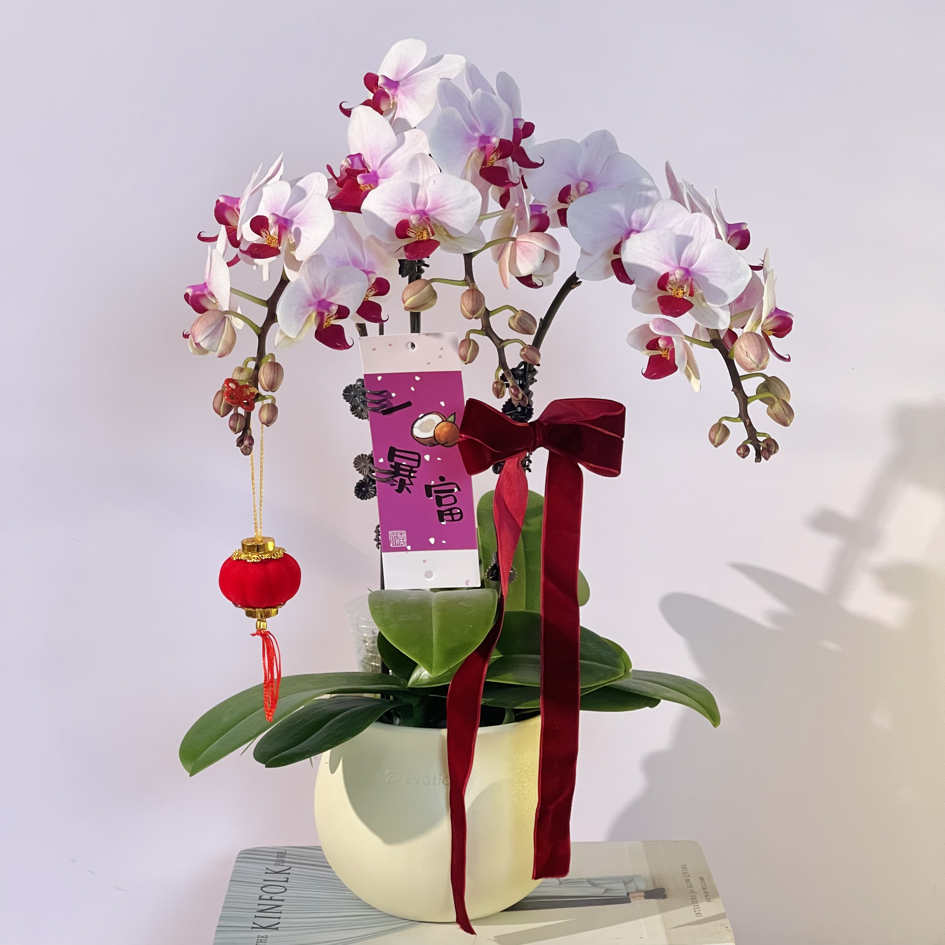 精致小巧年宵花 白粉色系中小花型蝴蝶兰【棉花糖】桌面款