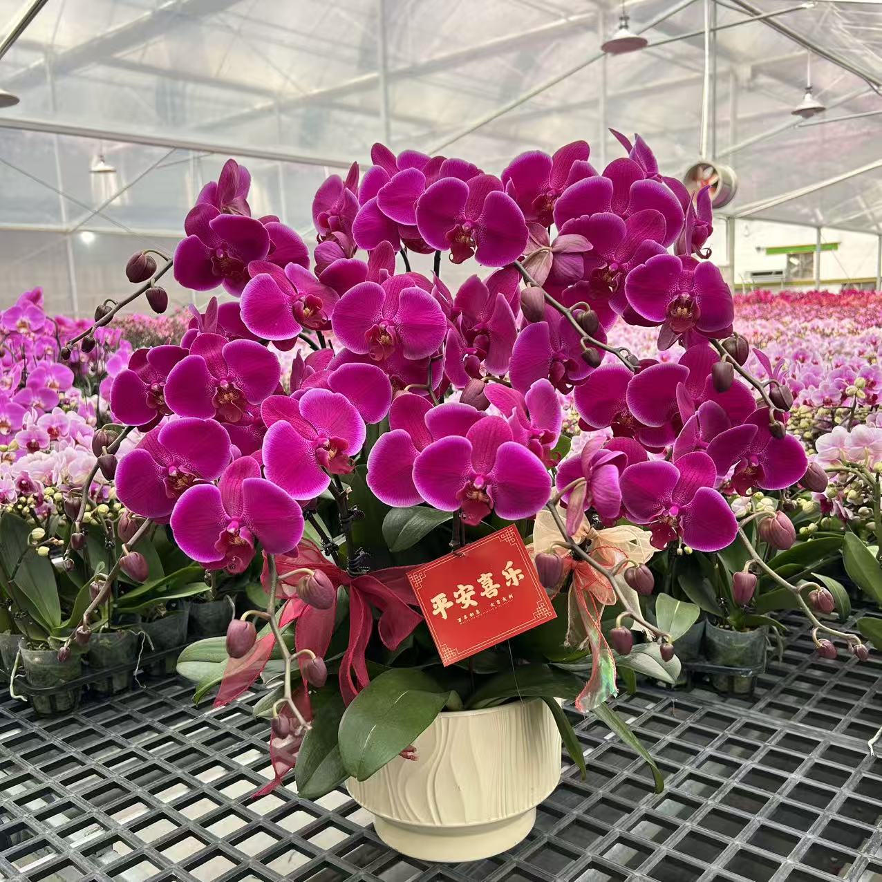 【红辣椒】精品蝴蝶兰 紫色花型 室内精品观赏 真花