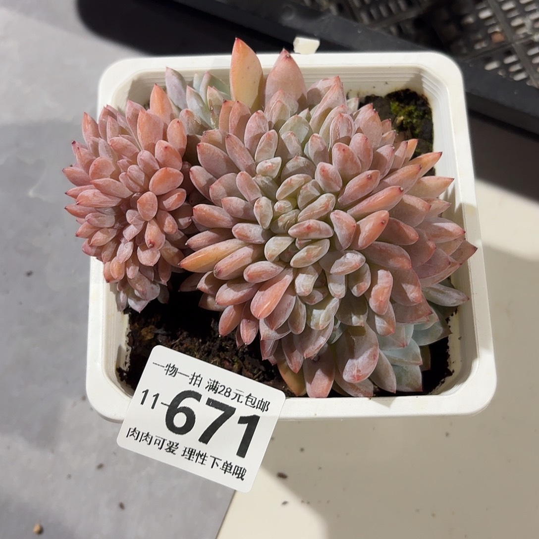 橙梦露缀化无盆土发货