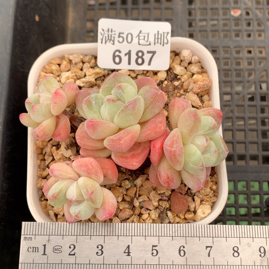 6187四头老桩冰玉冠服8