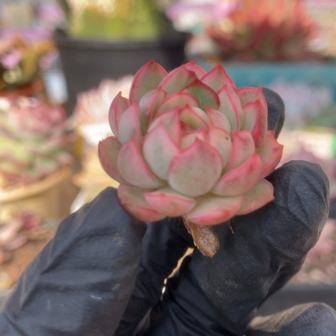 26白覆轮梦幻玫瑰侧牙