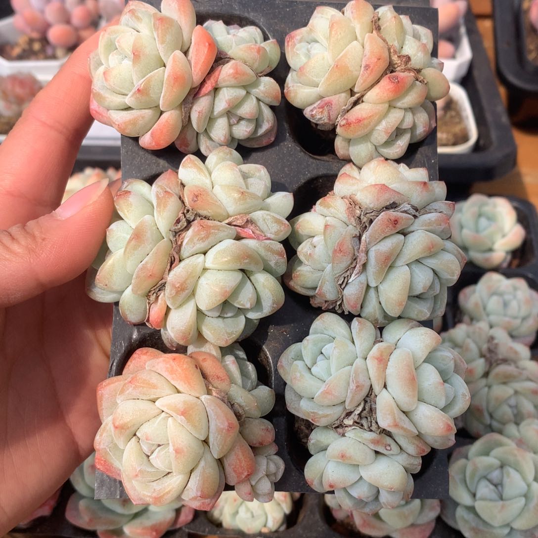 精品冰玉群生组合一物一拍