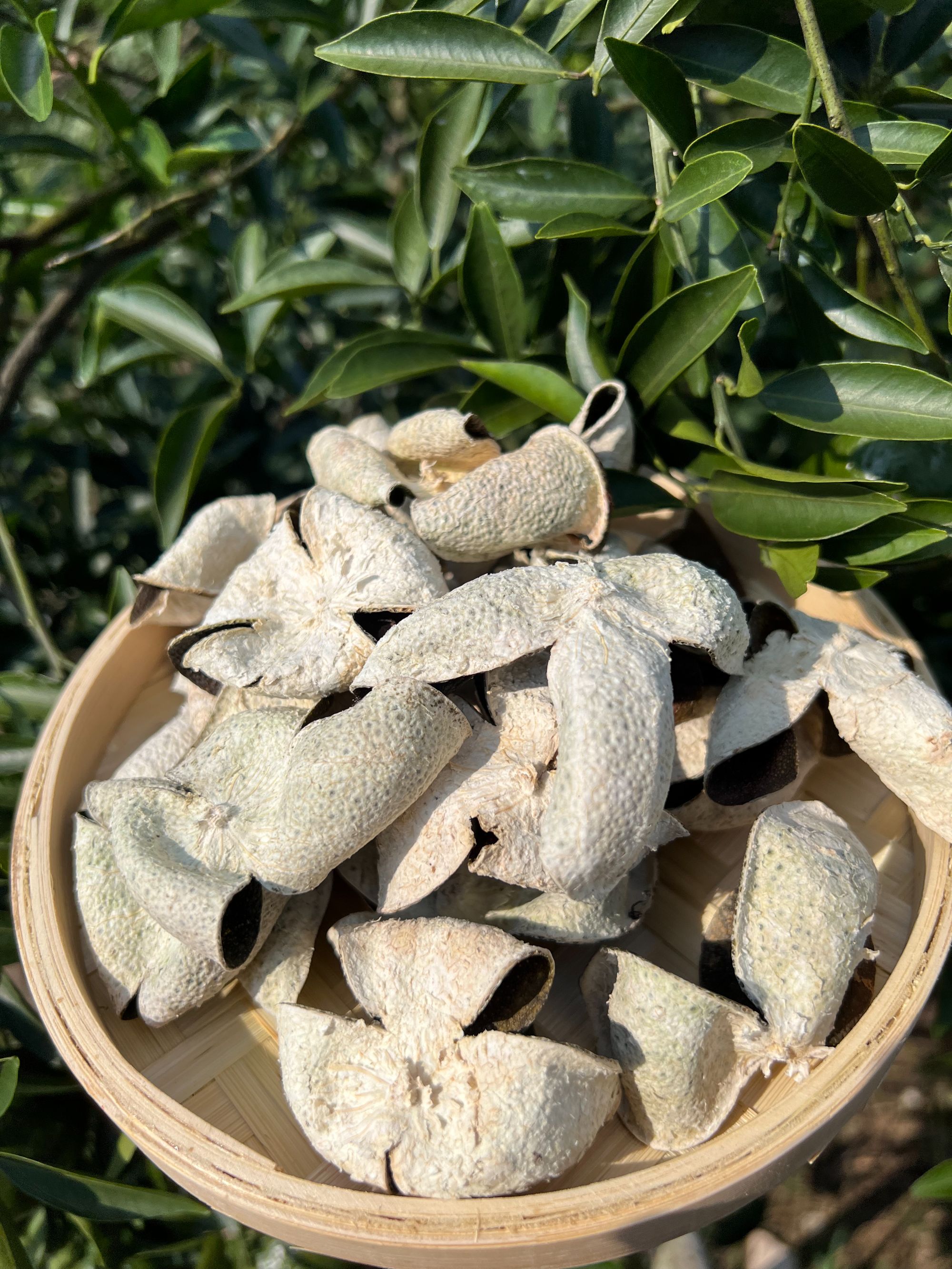 【2025年梅江塞口围小青皮】正宗新会陈皮