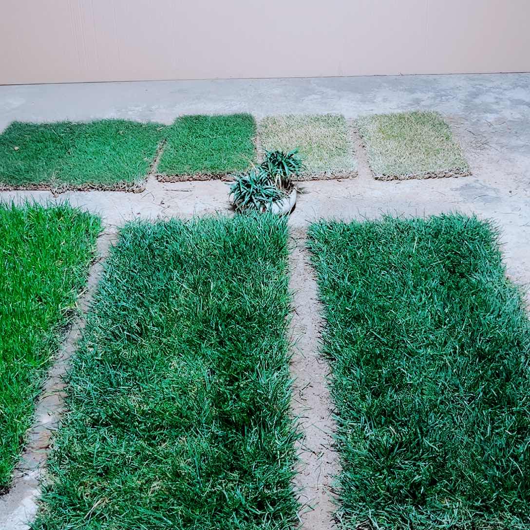 w***o无花朵四季青带泥土