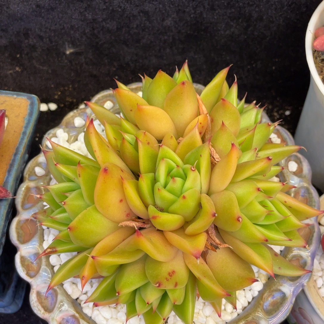 多肉植物盆栽多肉植物